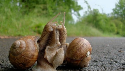 Обои отношения, улитки, виноградная улитка, relationship, snails, grape snail разрешение 2468x1626 Загрузить