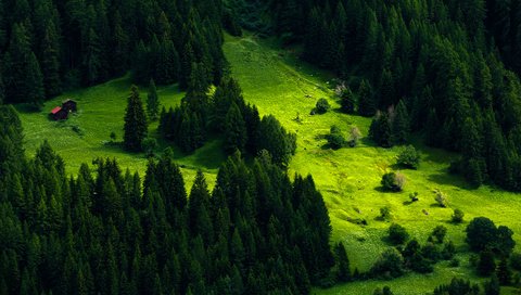 Обои деревья, природа, лес, швейцария, луг, пихта, trees, nature, forest, switzerland, meadow, fir разрешение 4350x2500 Загрузить