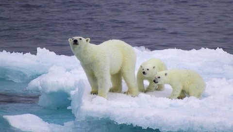 Обои снег, лёд, медведи, белый медведь, детеныши, медвежата, snow, ice, bears, polar bear, cubs разрешение 1920x1080 Загрузить