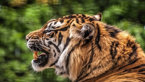 Обои тигр, мордочка, хищник, профиль, зубы, пасть, tiger, muzzle, predator, profile, teeth, mouth разрешение 2048x1272 Загрузить