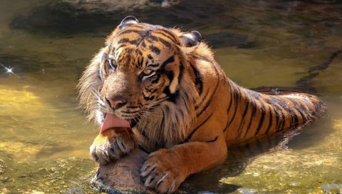 Обои тигр, морда, камни, лапы, лежит, хищник, большая кошка, язык, tiger, face, stones, paws, lies, predator, big cat, language разрешение 1920x1080 Загрузить