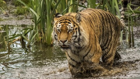 Обои тигр, водоем, хищник, большая кошка, камыш, tiger, pond, predator, big cat, reed разрешение 2225x1400 Загрузить