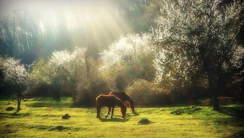 Обои трава, деревья, природа, весна, лошади, кони, солнечный свет, grass, trees, nature, spring, horse, horses, sunlight разрешение 1920x1275 Загрузить