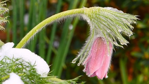 Обои снег, цветок, весна, розовые, капли воды, сон-трава, прострел, snow, flower, spring, pink, water drops, sleep-grass, cross разрешение 2048x1327 Загрузить