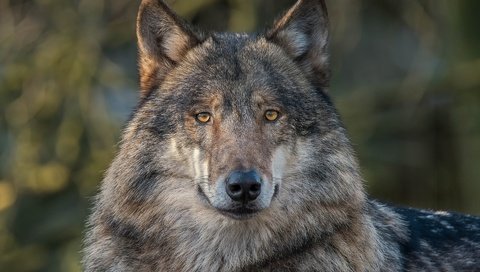Обои глаза, морда, взгляд, хищник, волк, серый волк, eyes, face, look, predator, wolf, grey wolf разрешение 1920x1200 Загрузить