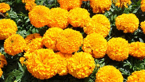 Обои цветы, желтые, бархатцы, flowers, yellow, marigolds разрешение 3500x2325 Загрузить