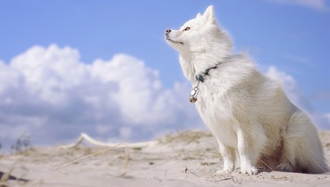 Обои небо, облака, собака, финский лаппхунд, лопарская лайка, the sky, clouds, dog, finnish lapphund, loparskaya husky разрешение 2880x1800 Загрузить