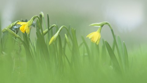 Обои цветы, размытость, весна, нарциссы, flowers, blur, spring, daffodils разрешение 1920x1200 Загрузить