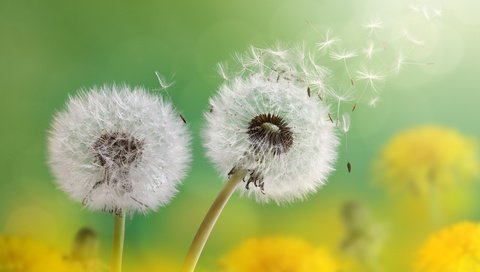 Обои цветы, макро, семена, одуванчики, пух, пушинки, былинки, flowers, macro, seeds, dandelions, fluff, fuzzes, blade разрешение 3840x2400 Загрузить