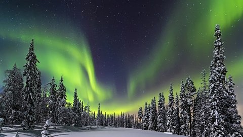 Обои ночь, природа, лес, зима, северное сияние, night, nature, forest, winter, northern lights разрешение 1920x1200 Загрузить