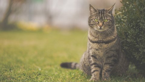 Обои глаза, трава, фон, кот, усы, кошка, взгляд, eyes, grass, background, cat, mustache, look разрешение 1920x1200 Загрузить