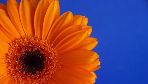 Обои цветок, лепестки, календула, ноготки, flower, petals, calendula, marigolds разрешение 2880x1800 Загрузить