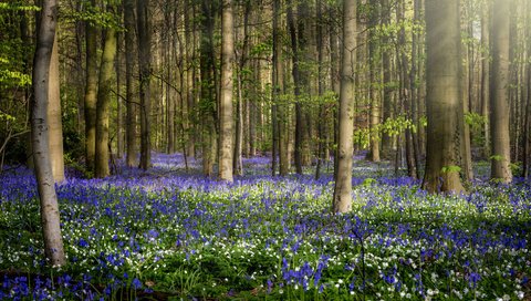 Обои цветы, природа, лес, весна, jean dujardin, flowers, nature, forest, spring разрешение 1920x1080 Загрузить