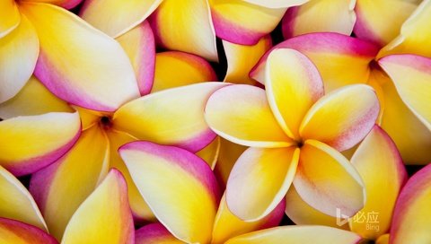 Обои цветы, лепестки, плюмерия, франжипани, flowers, petals, plumeria, frangipani разрешение 1920x1200 Загрузить