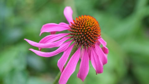 Обои цветок, лепестки, размытость, эхинацея, flower, petals, blur, echinacea разрешение 4896x3264 Загрузить