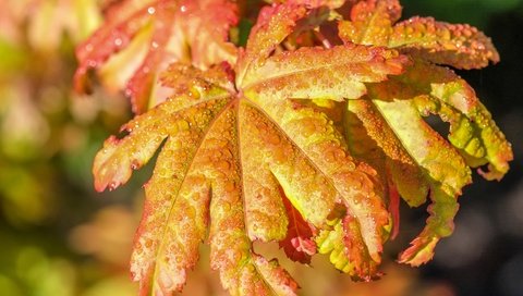 Обои листья, капли, осень, дождь, leaves, drops, autumn, rain разрешение 3641x2705 Загрузить