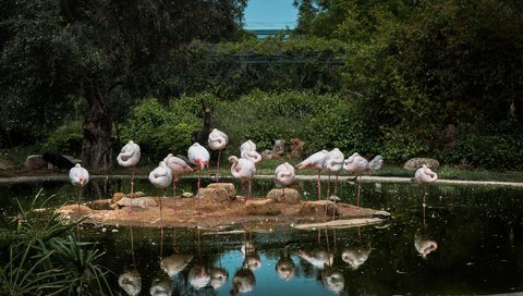 Обои вода, отражение, фламинго, птицы, water, reflection, flamingo, birds разрешение 6016x3768 Загрузить