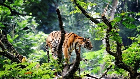 Обои тигр, морда, природа, лес, взгляд, хищник, дикая кошка, tiger, face, nature, forest, look, predator, wild cat разрешение 1920x1200 Загрузить