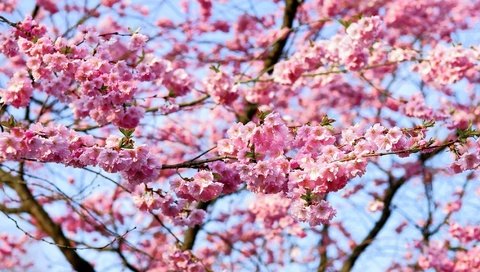 Обои небо, цветы, природа, цветение, ветки, весна, вишня, сакура, the sky, flowers, nature, flowering, branches, spring, cherry, sakura разрешение 2225x1148 Загрузить