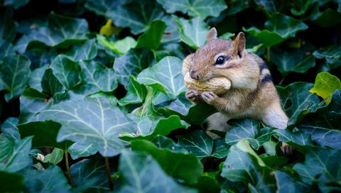 Обои листья, растение, орех, дикая природа, арахис, бурундук, грызун, leaves, plant, walnut, wildlife, peanuts, chipmunk, rodent разрешение 1920x1080 Загрузить