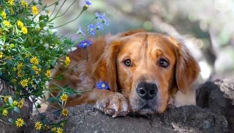 Обои морда, цветы, трава, грусть, собака, камень, золотистый ретривер, face, flowers, grass, sadness, dog, stone, golden retriever разрешение 1920x1080 Загрузить