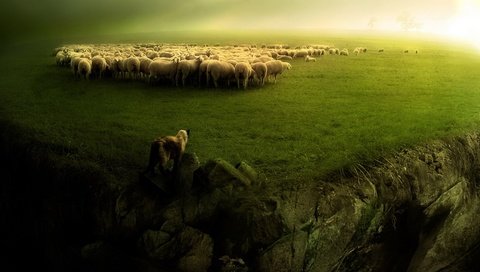 Обои зелень, пейзаж, собака, овцы, стадо, пастух, бараны, greens, landscape, dog, sheep, the herd, shepherd разрешение 1920x1080 Загрузить