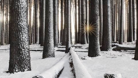 Обои деревья, снег, лес, зима, лучи солнца, стволы, trees, snow, forest, winter, the rays of the sun, trunks разрешение 2000x1335 Загрузить