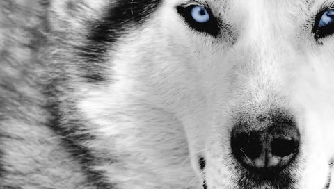 Обои морда, взгляд, хищник, волк, face, look, predator, wolf разрешение 1920x1080 Загрузить
