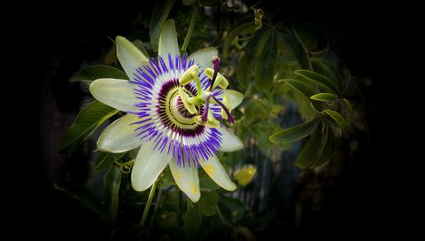 Обои цветок, черный фон, пассифлора, flower, black background, passionflower разрешение 5464x3525 Загрузить