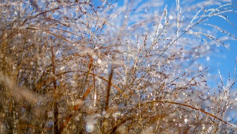 Обои небо, макро, роса, колоски, растение, боке, капли воды, the sky, macro, rosa, spikelets, plant, bokeh, water drops разрешение 4896x3264 Загрузить