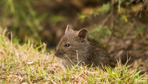 Обои трава, природа, мышь, животное, мышка, grass, nature, mouse, animal разрешение 2364x1576 Загрузить