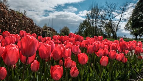 Обои небо, цветы, облака, деревья, весна, тюльпаны, тюльпаныl, the sky, flowers, clouds, trees, spring, tulips разрешение 6000x3376 Загрузить