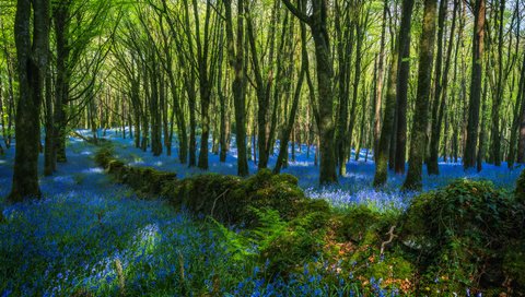 Обои цветы, деревья, лес, стволы, голубые, flowers, trees, forest, trunks, blue разрешение 5959x3916 Загрузить