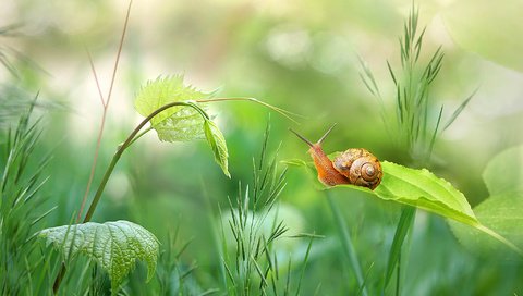 Обои трава, природа, зелень, растения, листья, стебель, улитка, боке, grass, nature, greens, plants, leaves, stem, snail, bokeh разрешение 2048x1179 Загрузить