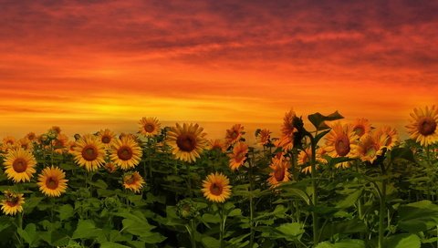 Обои природа, закат, подсолнух, подсолнухи, желтые цветы, nature, sunset, sunflower, sunflowers, yellow flowers разрешение 1920x1080 Загрузить