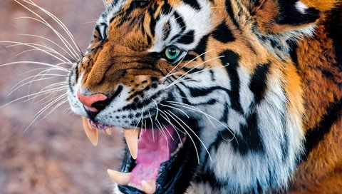 Обои тигр, морда, усы, взгляд, клыки, хищник, дикая кошка, tiger, face, mustache, look, fangs, predator, wild cat разрешение 3840x2160 Загрузить
