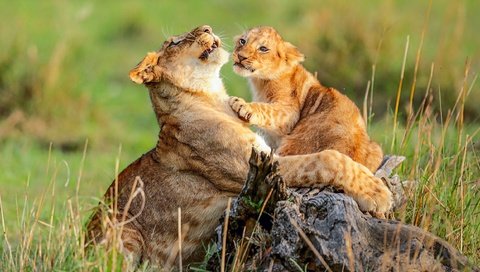 Обои львы, дикая природа, львица, львёнок, детеныш, lions, wildlife, lioness, lion, cub разрешение 2500x1784 Загрузить