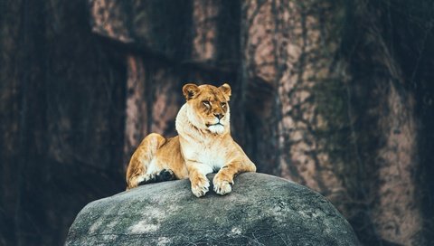 Обои хищник, камень, лев, львица, predator, stone, leo, lioness разрешение 4094x2730 Загрузить