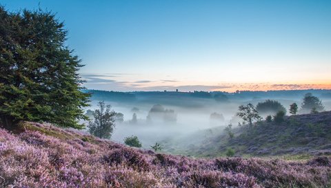 Обои деревья, холмы, природа, утро, поля, туман, вереск, trees, hills, nature, morning, field, fog, heather разрешение 2160x1080 Загрузить