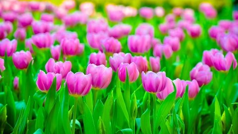 Обои цветы, поле, лепестки, размытость, тюльпаны, розовые, flowers, field, petals, blur, tulips, pink разрешение 2048x1356 Загрузить