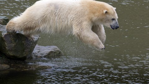 Обои вода, камни, медведь, прыжок, животное, белый медведь, water, stones, bear, jump, animal, polar bear разрешение 3600x2400 Загрузить