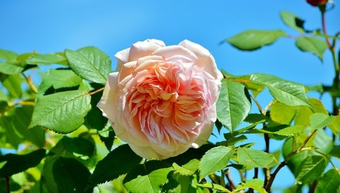 Обои листья, цветок, роза, розовый, бутон розы, leaves, flower, rose, pink, rosebud разрешение 6016x4000 Загрузить
