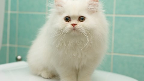 Обои котенок, пушистый, белый, перс, персидская кошка, kitty, fluffy, white, pers, persian cat разрешение 1920x1200 Загрузить