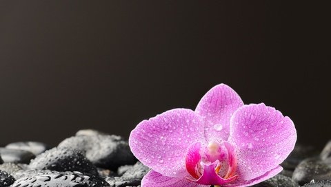 Обои камни, цветок, капли, лепестки, черный фон, орхидея, stones, flower, drops, petals, black background, orchid разрешение 3630x2722 Загрузить