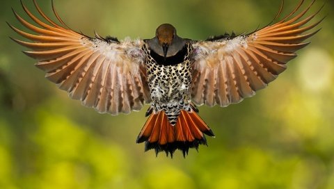 Обои крылья, птица, клюв, перья, дятел, золотой шилоклювый дятел, wings, bird, beak, feathers, woodpecker разрешение 1920x1080 Загрузить