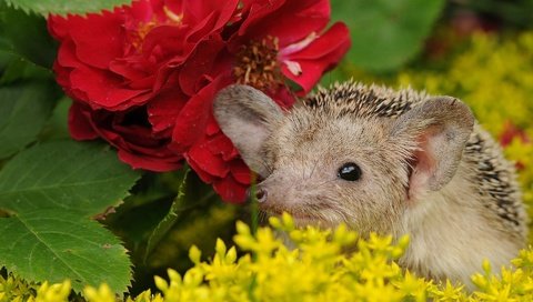 Обои цветы, мордочка, ушки, ежик, еж, носик, flowers, muzzle, ears, hedgehog, spout разрешение 1920x1332 Загрузить