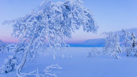 Обои деревья, снег, природа, зима, иней, лапландия, trees, snow, nature, winter, frost, lapland разрешение 1920x1200 Загрузить