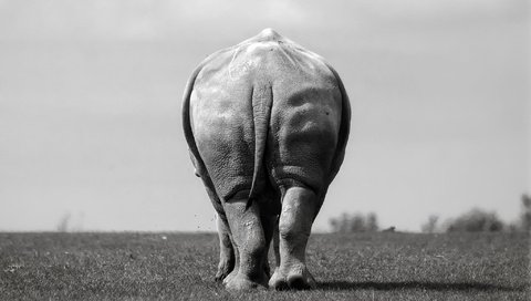 Обои слон, чёрно-белое, вид сзади, elephant, black and white, rear view разрешение 2048x1365 Загрузить