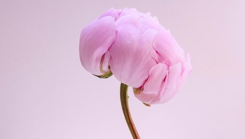 Обои макро, цветок, лепестки, бутон, розовый, стебель, пион, macro, flower, petals, bud, pink, stem, peony разрешение 2048x1360 Загрузить