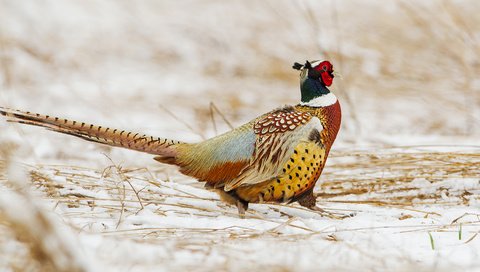 Обои снег, зима, птица, клюв, перья, хвост, фазан, snow, winter, bird, beak, feathers, tail, pheasant разрешение 1920x1277 Загрузить